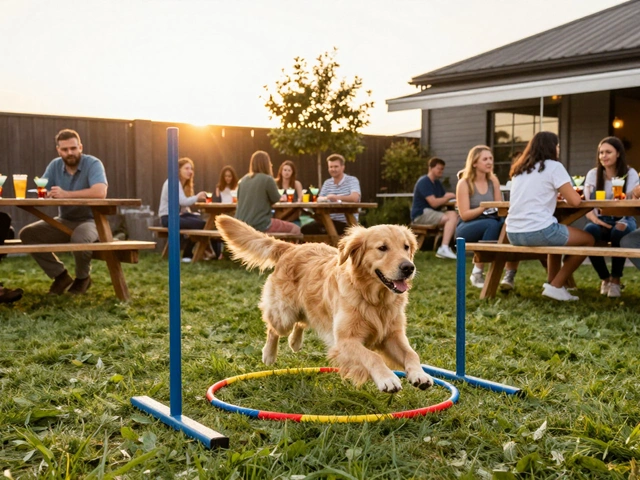 Dog-Friendly Bars and Evening Walk Routes: A Pet Owner's Guide